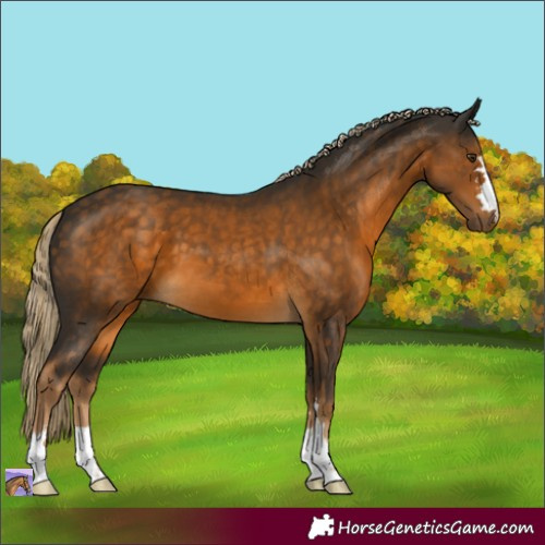 Horse Color:Chocolate Palomino 