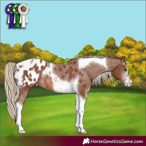 Horse Color:Chestnut Sabino Tobiano Appaloosa Rabicano 