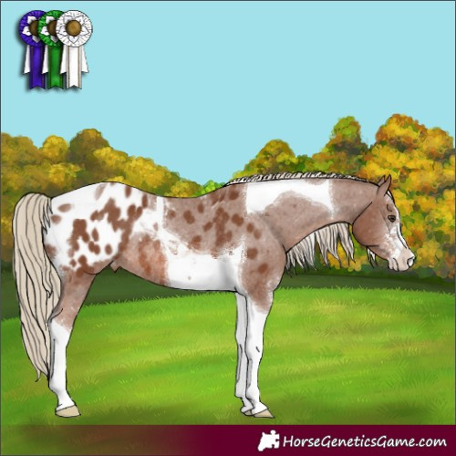 Horse Color:Chestnut Sabino Tobiano Appaloosa Rabicano 