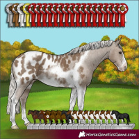 Horse Color:Silver Smoky Black Tobiano Frame Appaloosa Rabicano