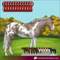 Horse Color:Silver Smoky Black Tobiano Frame Appaloosa Rabicano 