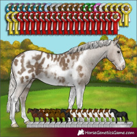 Horse Color:Silver Smoky Black Tobiano Frame Appaloosa Rabicano 