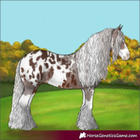 Horse Color:White Spotted Silver Brown Splash Appaloosa