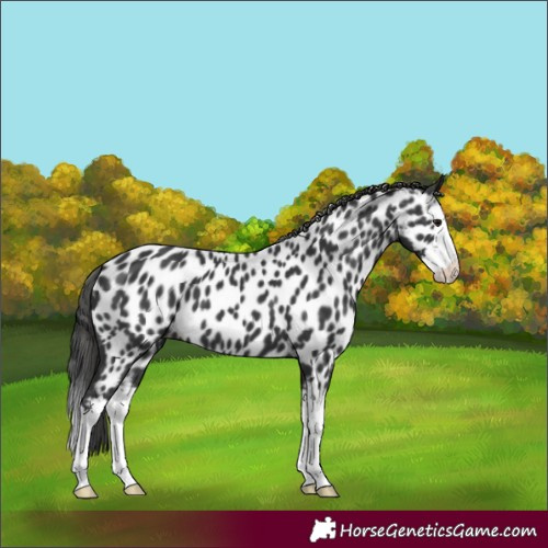 Horse Color:Black Splash Leopard