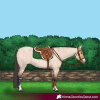Horse Color:Bay Roan Dun 