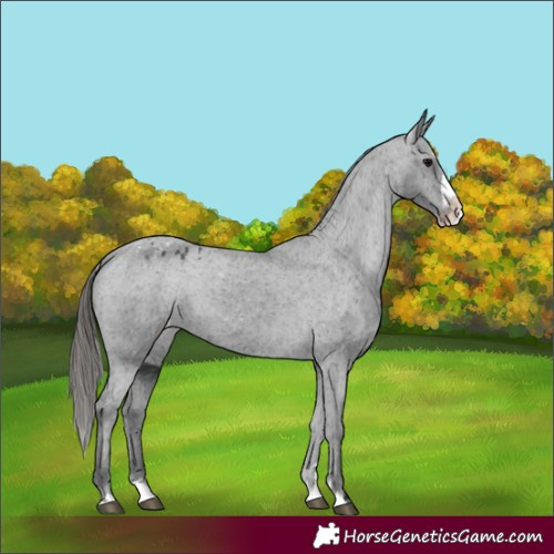 Horse Color:Black Splash Appaloosa 