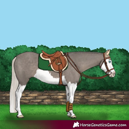 Horse Color:Silver Black Splash 