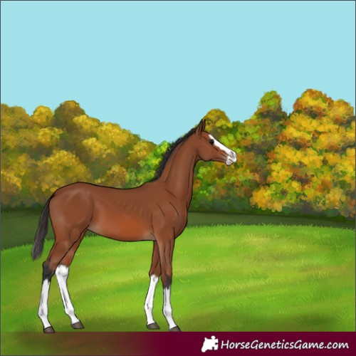 Horse Color:Bay Splash 