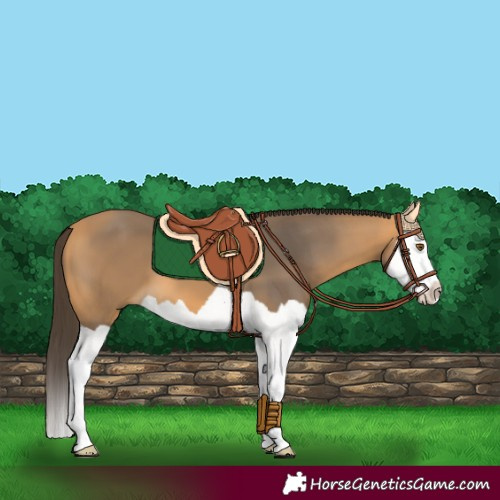 Horse Color:Buckskin Splash 