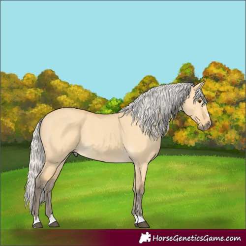 Horse Color:Unknown 