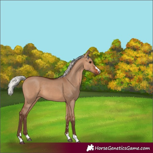 Horse Color:Silver Brown Dun