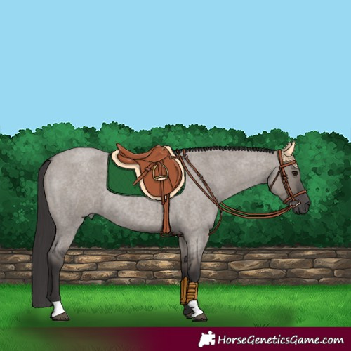 Horse Color:Smoky Grullo Roan 