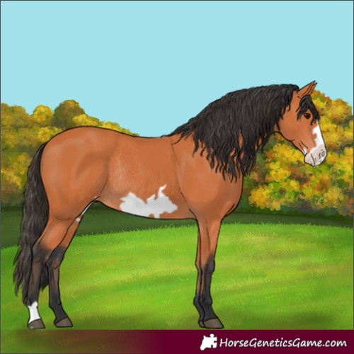 Horse Color:Unknown 