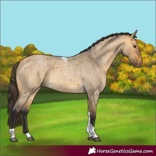 Horse Color:Buckskin Roan Dun Tobiano 