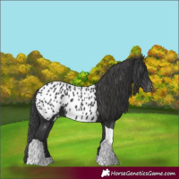 Horse Color:Black Tobiano Near Leopard 