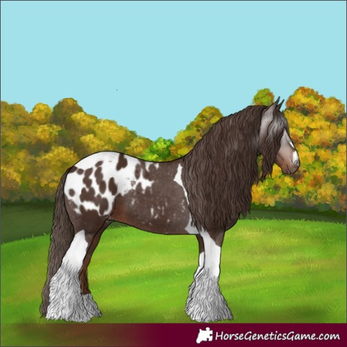 Horse Color:Gray Chestnut Tobiano Appaloosa