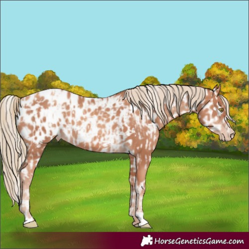 Horse Color:Gold Champagne Near Leopard  and Gold Champagne Blanket 
