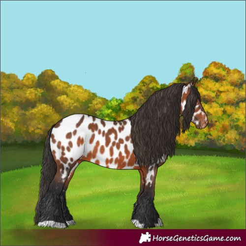 Horse Color:Brown Near Leopard 