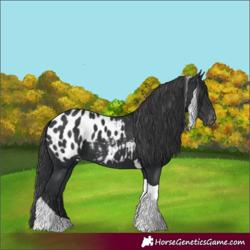 Horse Color:Black Tobiano Blanket