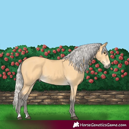 Horse Color:Silver Buckskin 