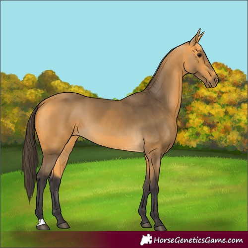Horse Color:Buckskin
