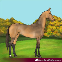 Horse Color:Buckskin 
