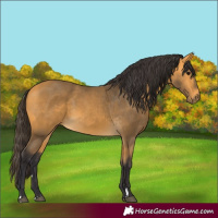 Horse Color:Buckskin