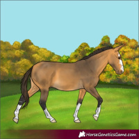 Horse Color:Buckskin 