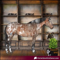 Horse Color:White Spotted Brown Splash  and White Spotted Brown Dun 