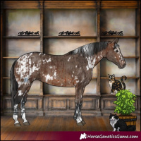 Horse Color:White Spotted Brown Splash and White Spotted Brown Dun