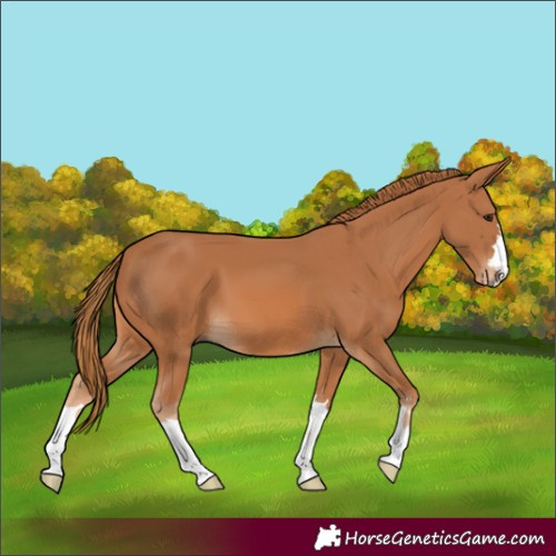 Horse Color:Chestnut 