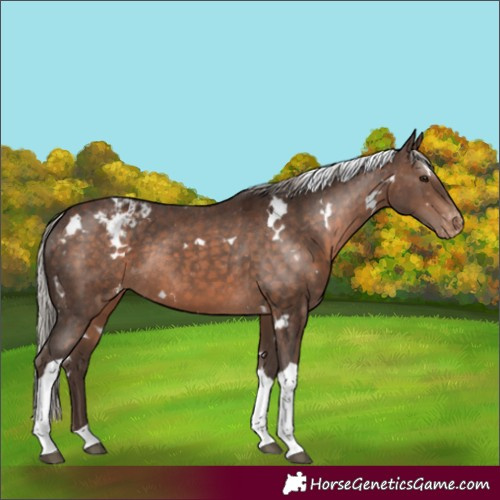 Horse Color:White Spotted Silver Brown Tobiano Varnish Rabicano