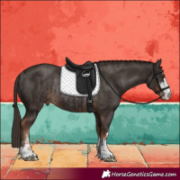 Horse Color:Liver Chestnut and Liver Chestnut Rabicano