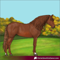 Horse Color:Chestnut 