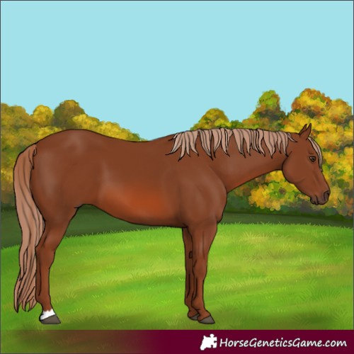 Horse Color:Chestnut 