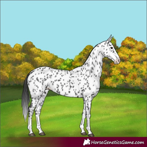 Horse Color:Black Splash Near Leopard 