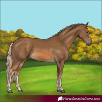 Horse Color:Chocolate Palomino 