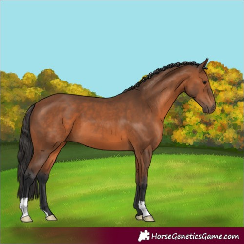 Horse Color:Bay 