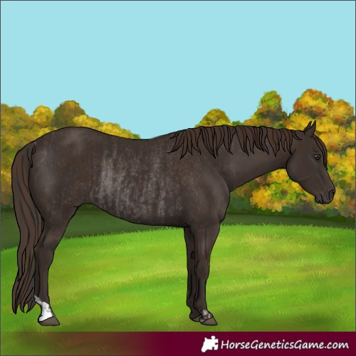 Horse Color:Liver Chestnut  and Liver Chestnut Rabicano 