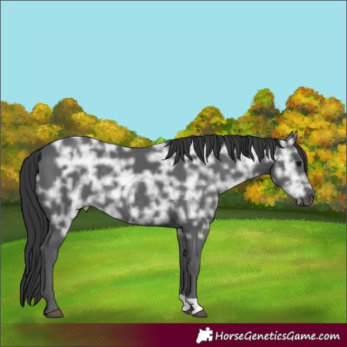 Horse Color:Black Ice Rabicano 