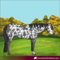 Horse Color:Black Ice Rabicano 