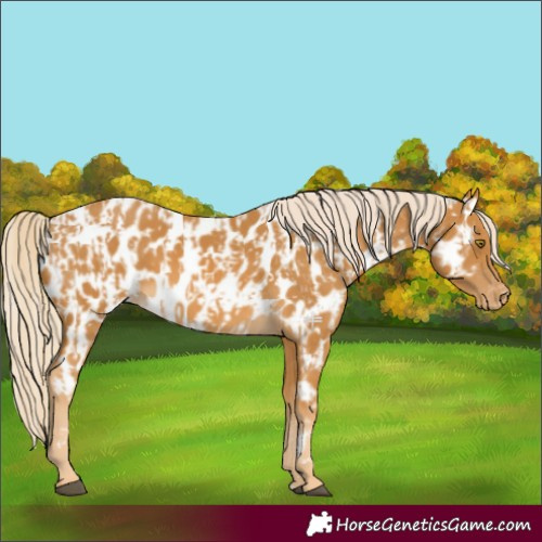 Horse Color:Palomino Near Leopard  and Palomino Near Leopard 