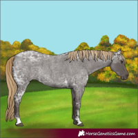 Horse Color:Liver Red Ice Roan Rabicano
