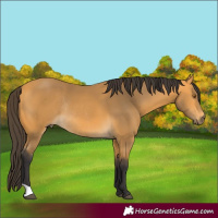 Horse Color:Buckskin Rabicano 
