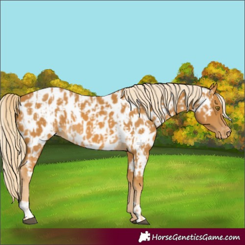 Horse Color:Palomino Near Leopard  and Palomino Near Leopard 
