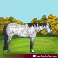 Horse Color:Blue Ice Roan Rabicano 
