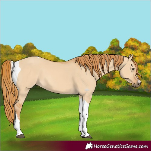 Horse Color:Red Dun Tobiano 