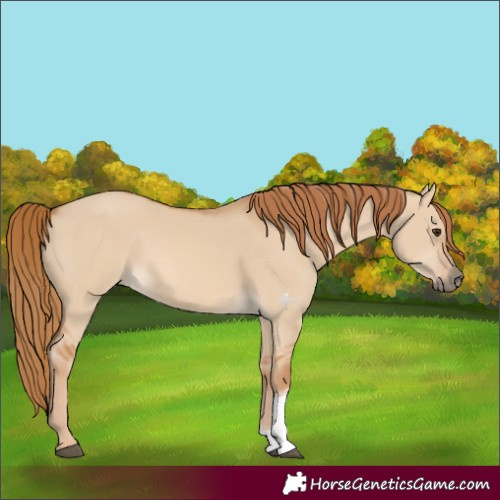 Horse Color:Red Dun Tobiano 