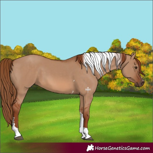 Horse Color:Red Dun Tobiano 