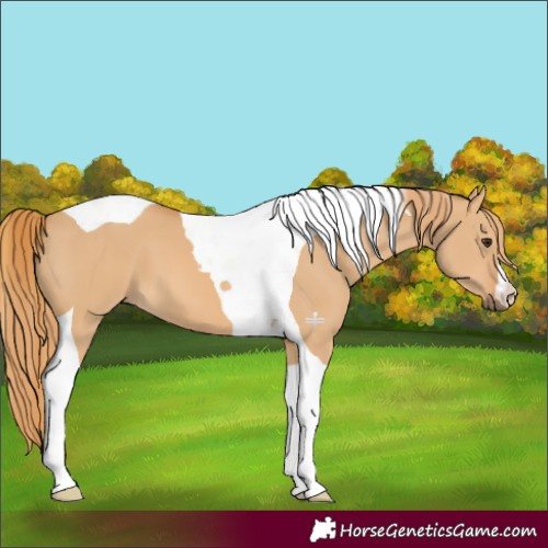 Horse Color:Red Dun Tobiano 